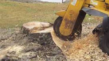 Toorbul Tree Stump Removal and Stump Grinding