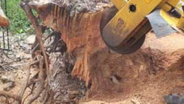 Godwin Beach Tree Stump Removal and Stump Grinding