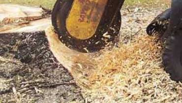 Burpengary Tree Stump Removal and Stump Grinding