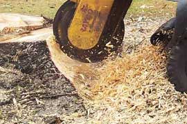 Burpengary Tree Stump Removal and Stump Grinding