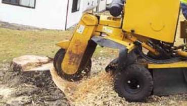 Morayfield Tree Stump Removal and Stump Grinding
