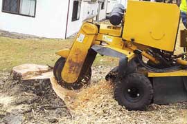 Morayfield Tree Stump Removal and Stump Grinding