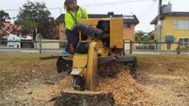 Beachmere Tree Stump Removal & Stump Grinding